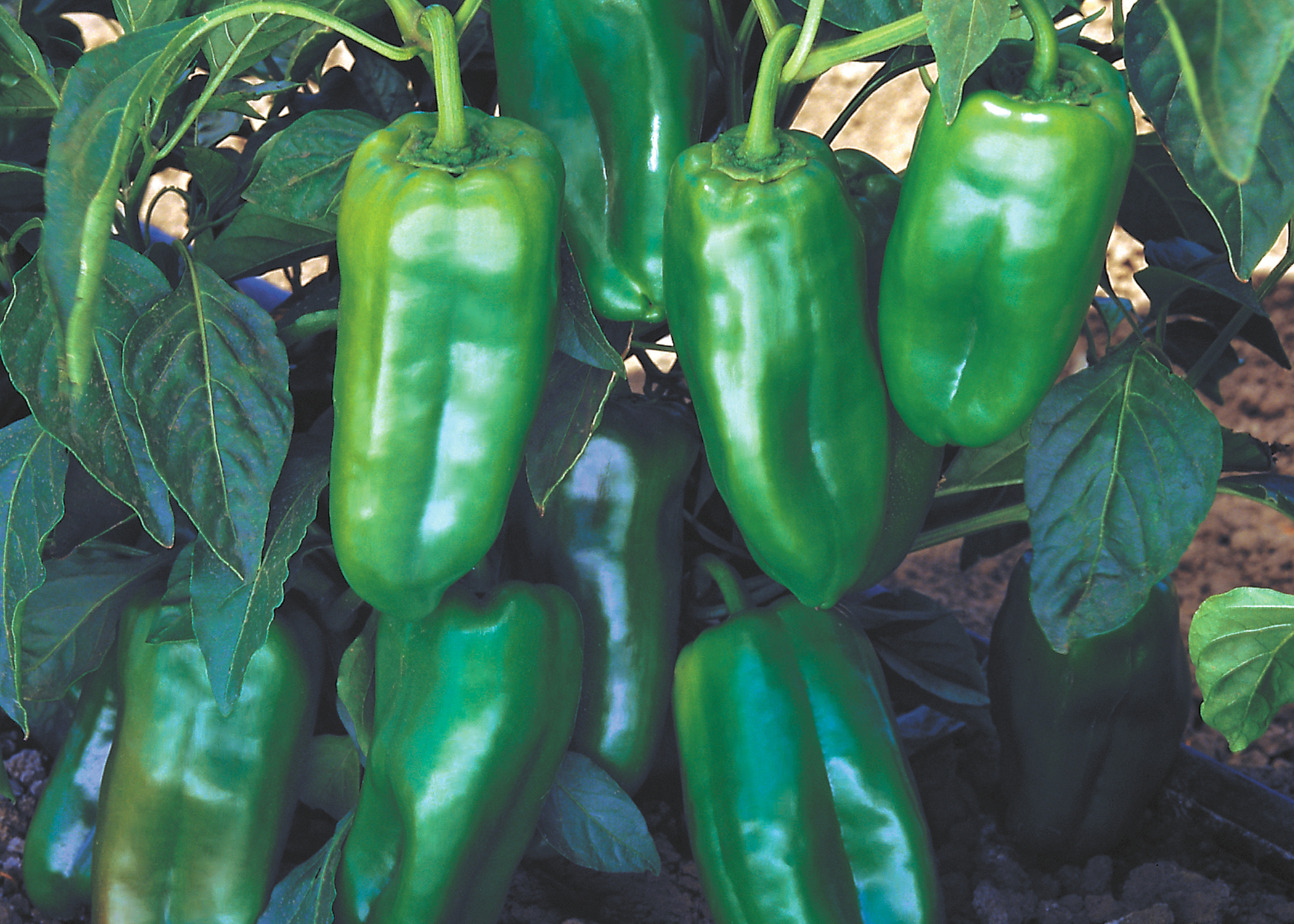 NATHALIE PICTURE PMDjpg